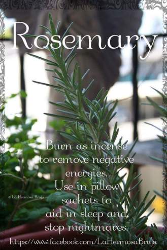 ROSEMARY.JPG